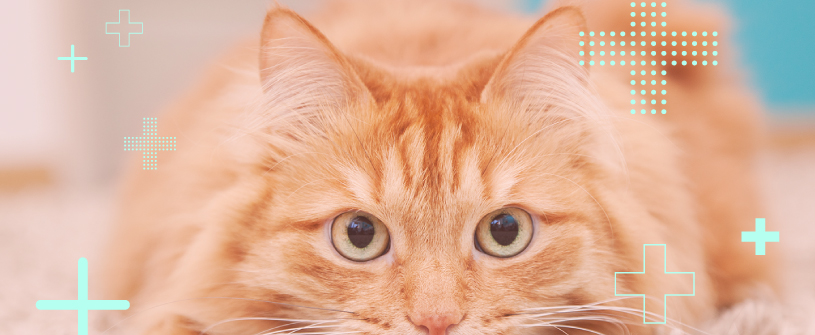 An orange cat staring straight ahead.
