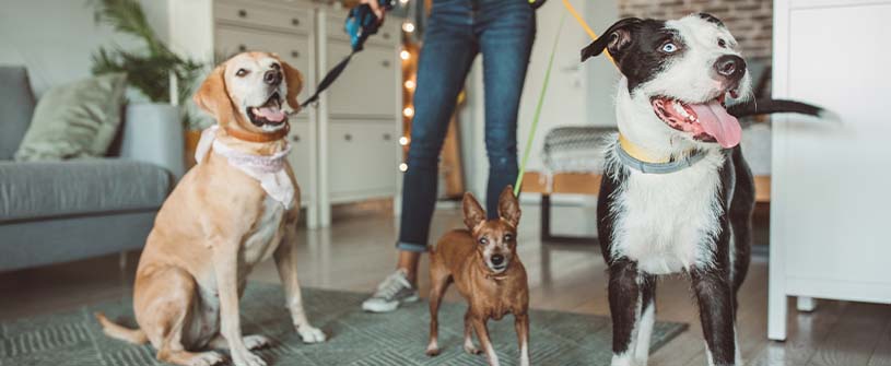 7 Ways to Save on Pet Ownership
