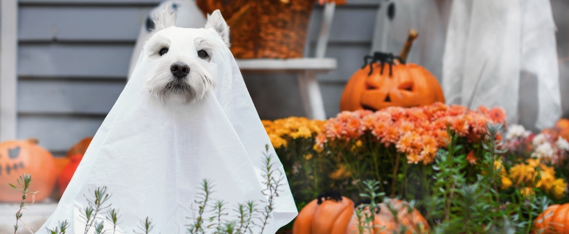 Decorating for Fall on a Budget