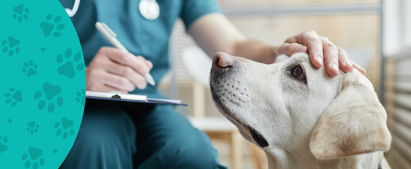 3 Ways to Save on Pet Insurance 